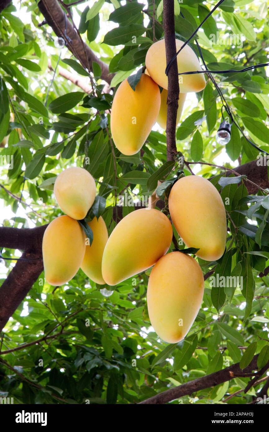 Mango Fruits Hi res Stock Photography And Images Alamy