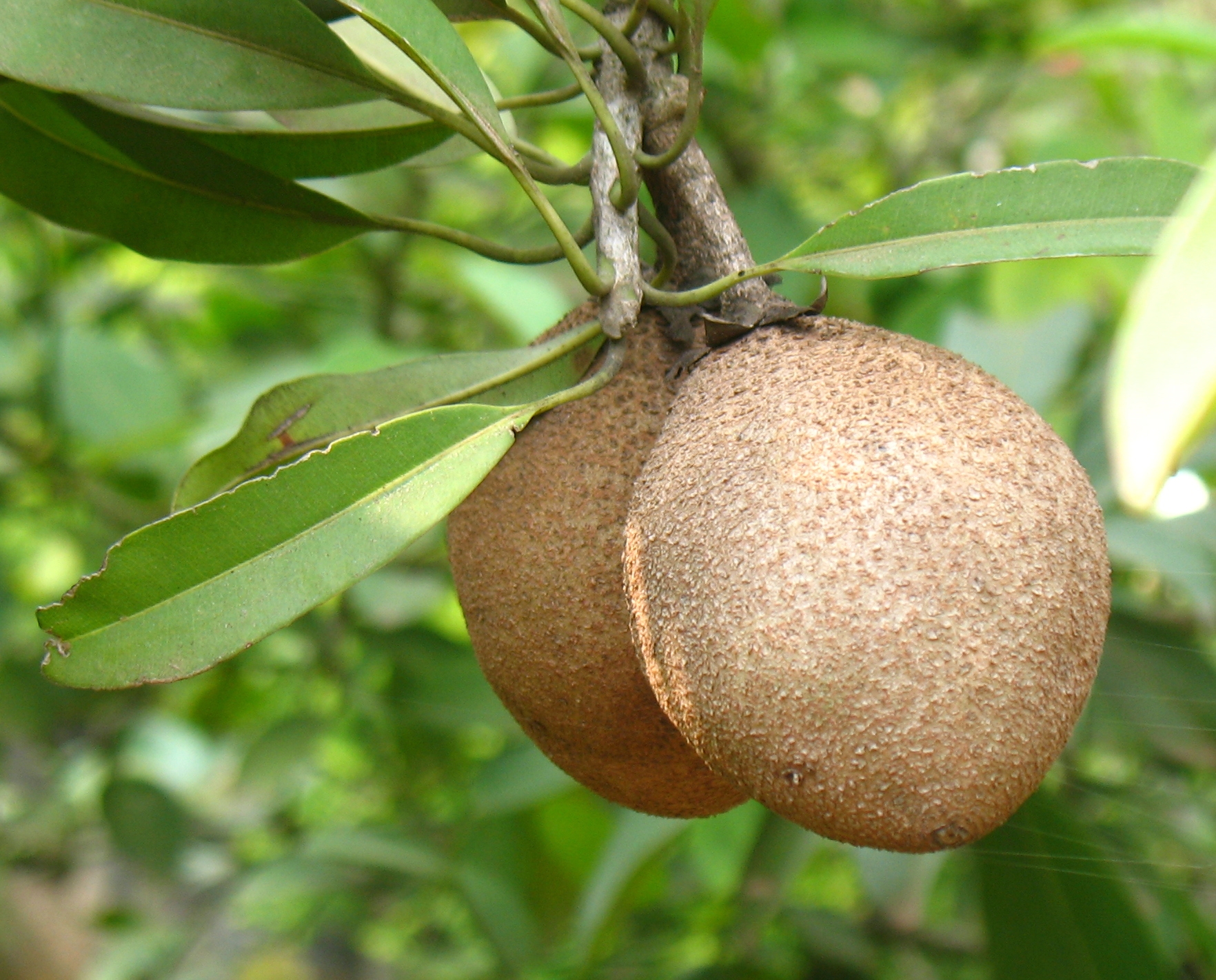 Manilkara Zapota Wikipedia