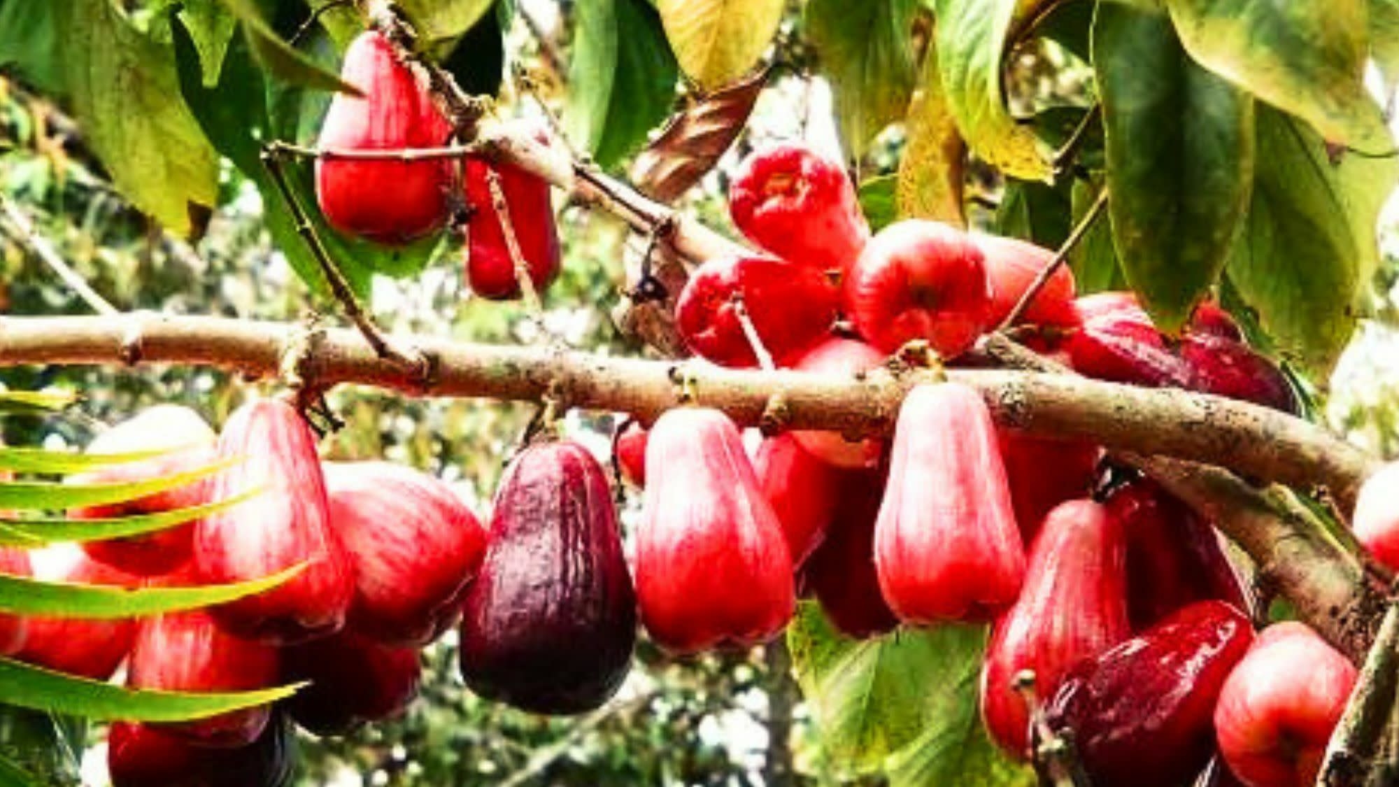 Mountain Apple Of Hawaii Mouthwatering Tropical Taste Dengarden