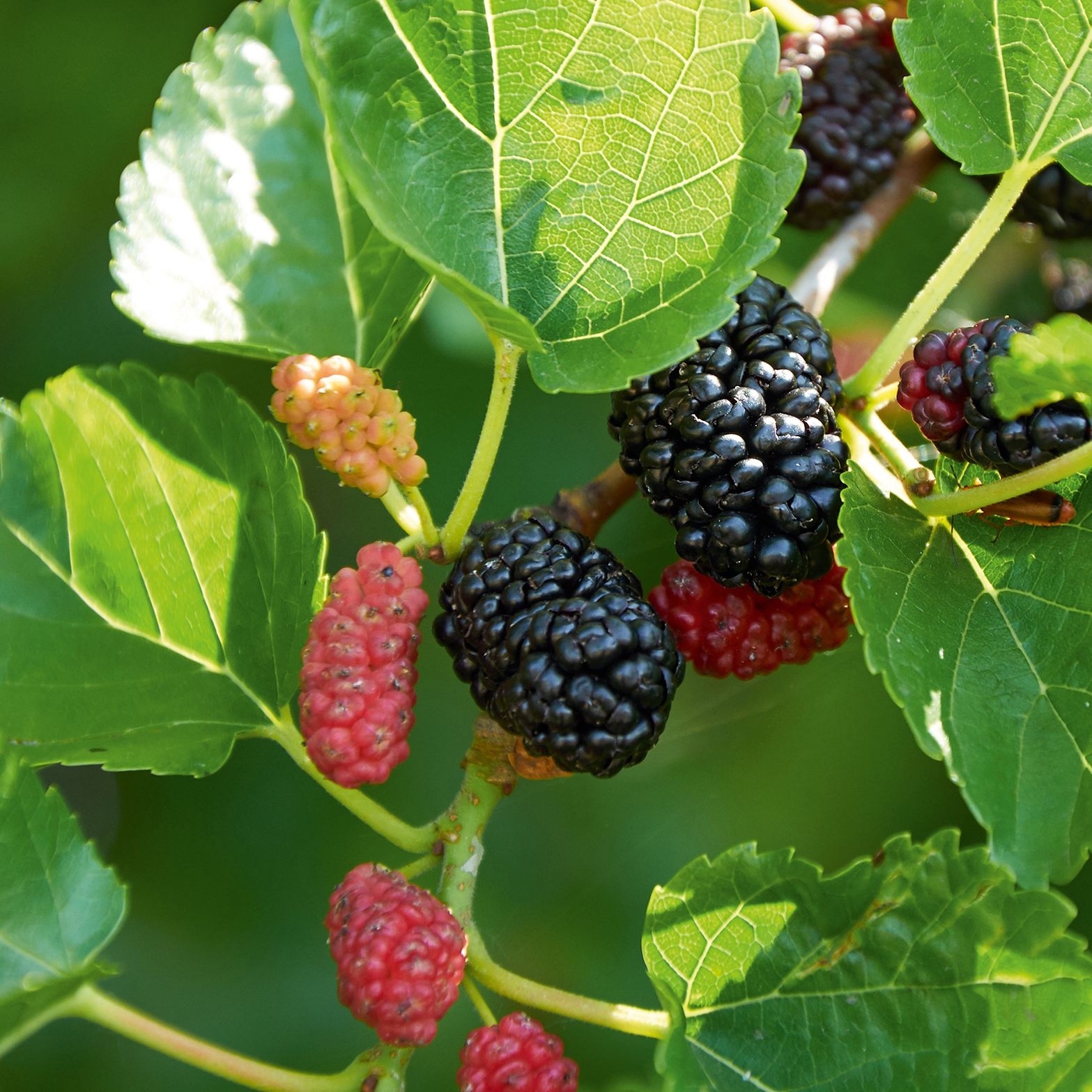 Mulberries Firmer Than A Blackberry Juicier Than A Raspberry 