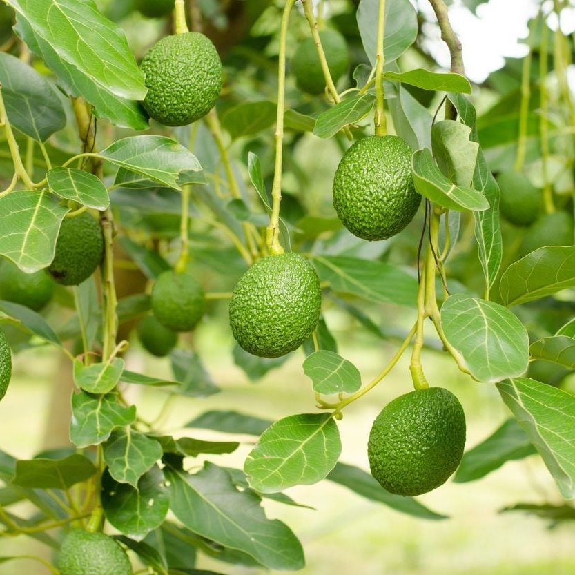 avocado fruit tree pictures