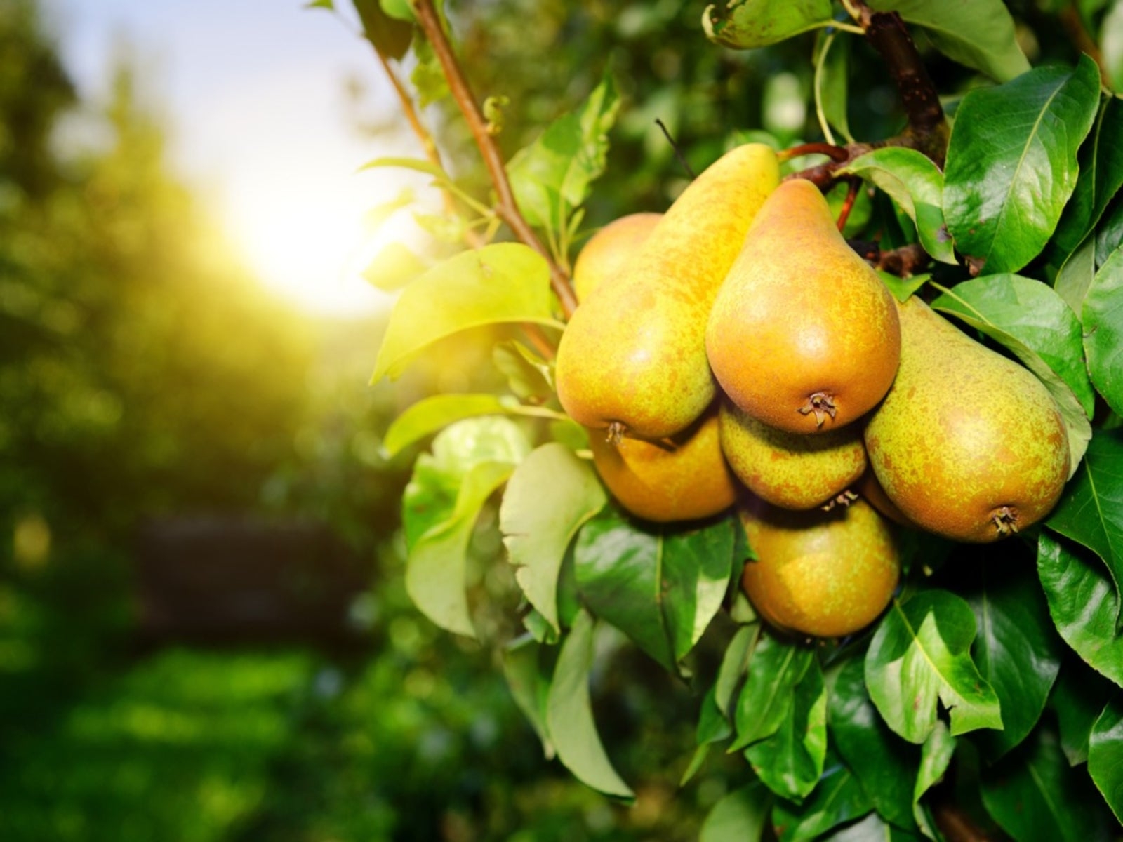 Non Bearing Pear Trees What To Do For A Pear Tree Not Producing Gardening Know How