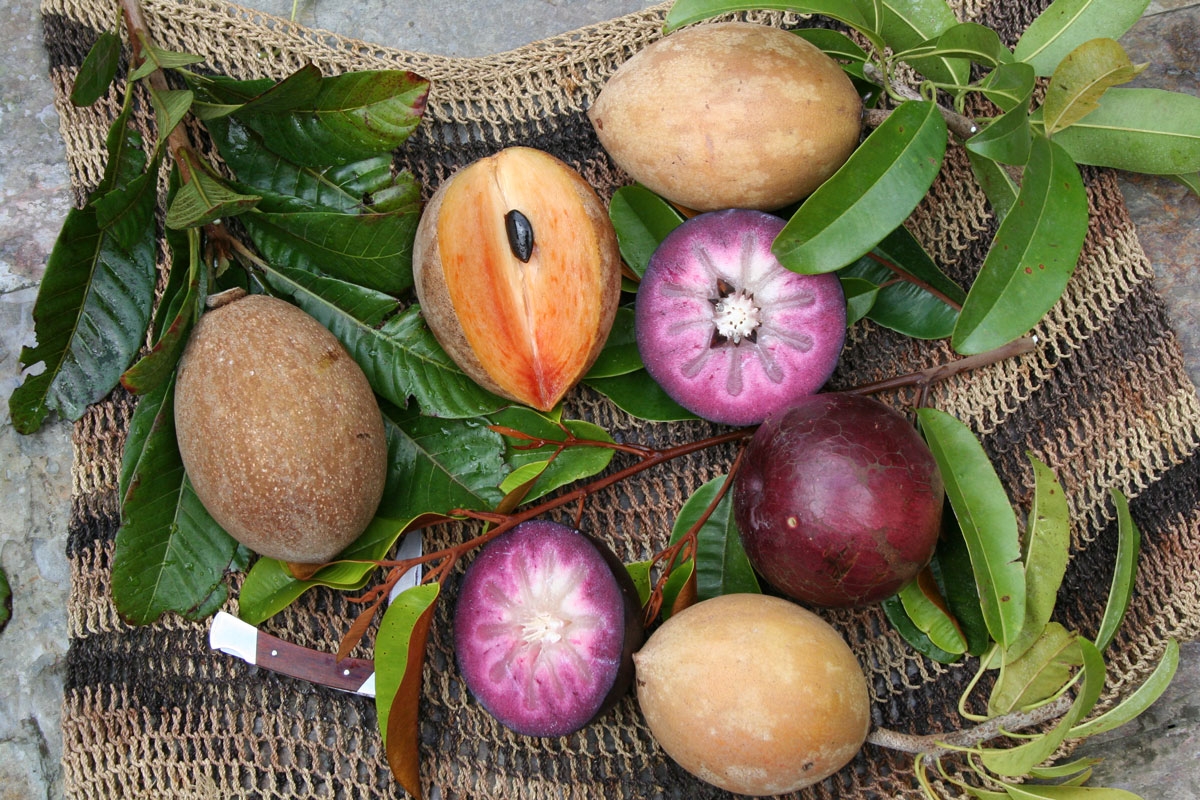 Nostalgia For Cuba In The Garden