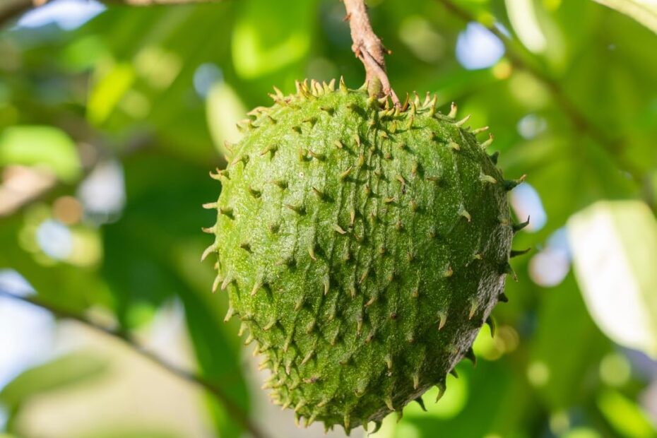 Nursery Live Rare Soursop