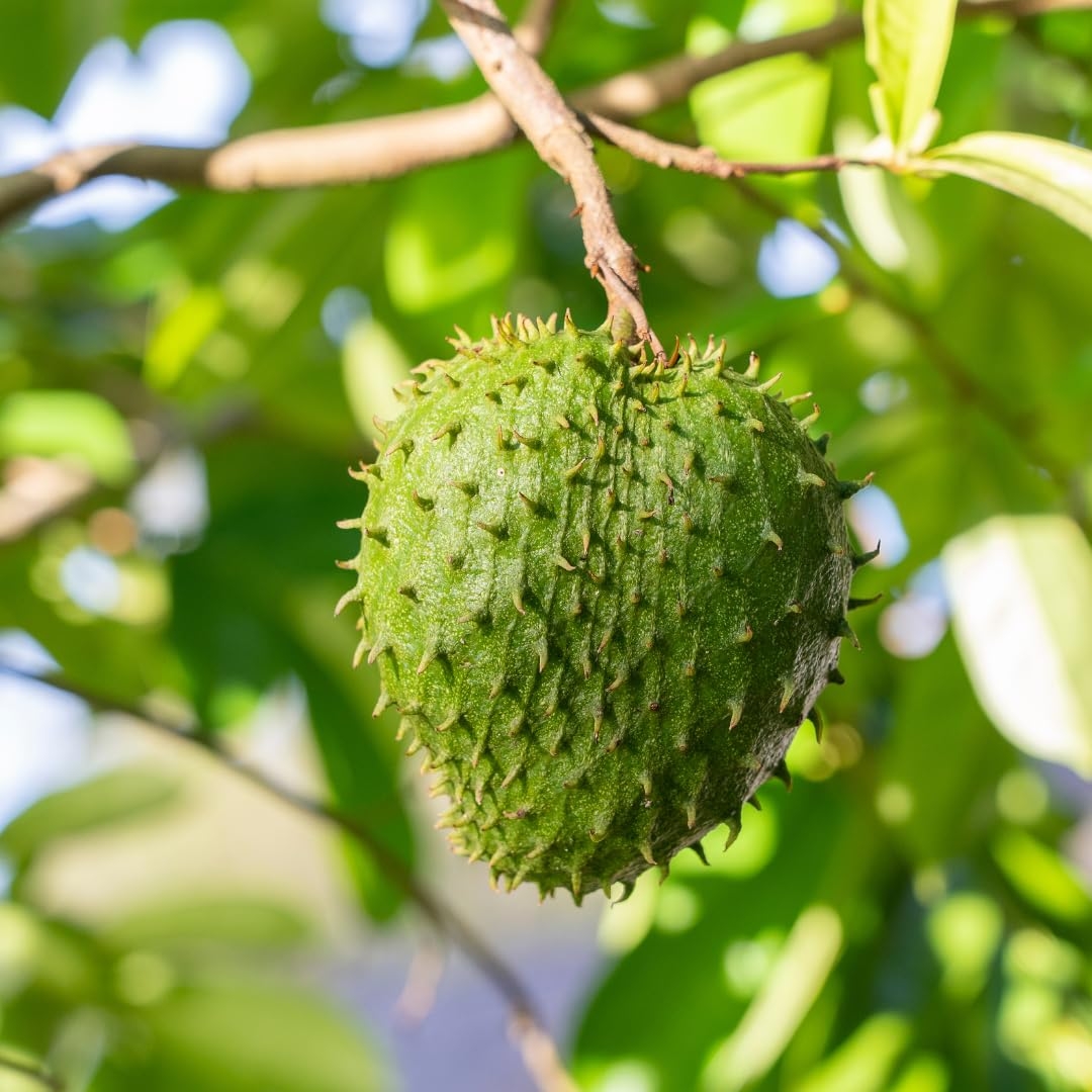 Nursery Live Rare Soursop 