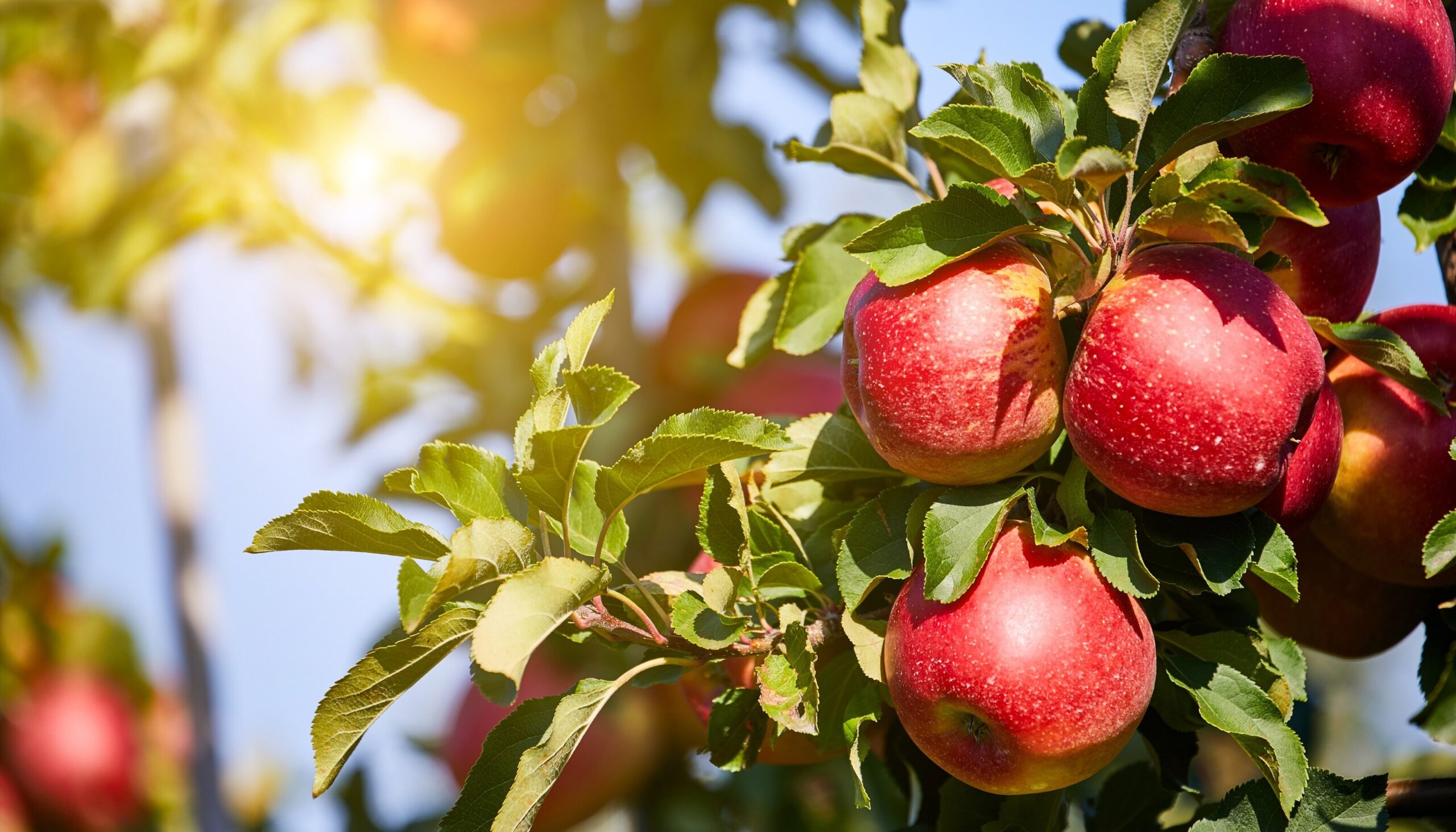 Oakwood Fruit Farm Richland Center WI Apple Orchard