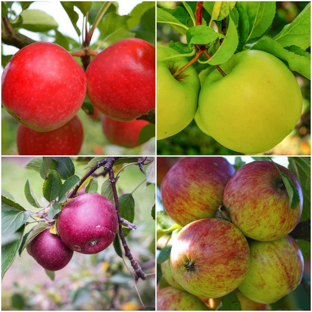 fruit cocktail tree pictures