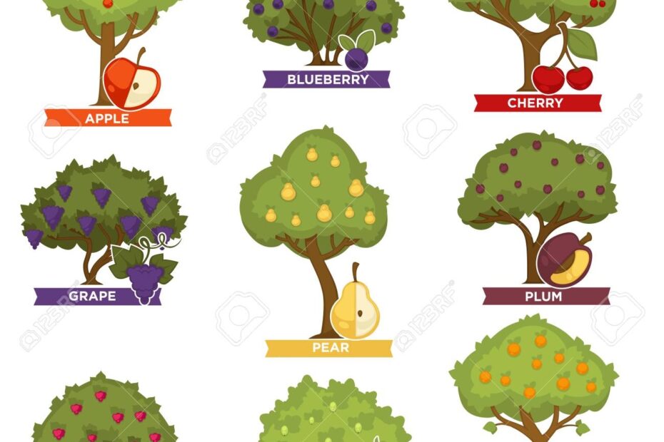 Orchard Trees And Bushes With Ripe Fruits With Names Royalty Free SVG Cliparts Vectors And Stock Illustration Image 97551216