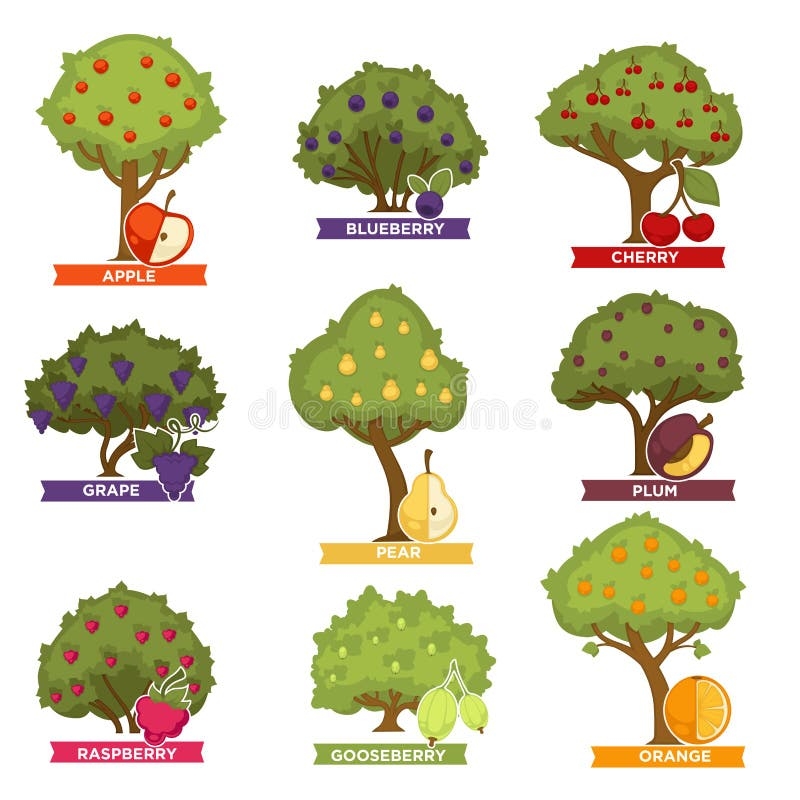 Orchard Trees And Bushes With Ripe Fruits With Names Stock Vector 