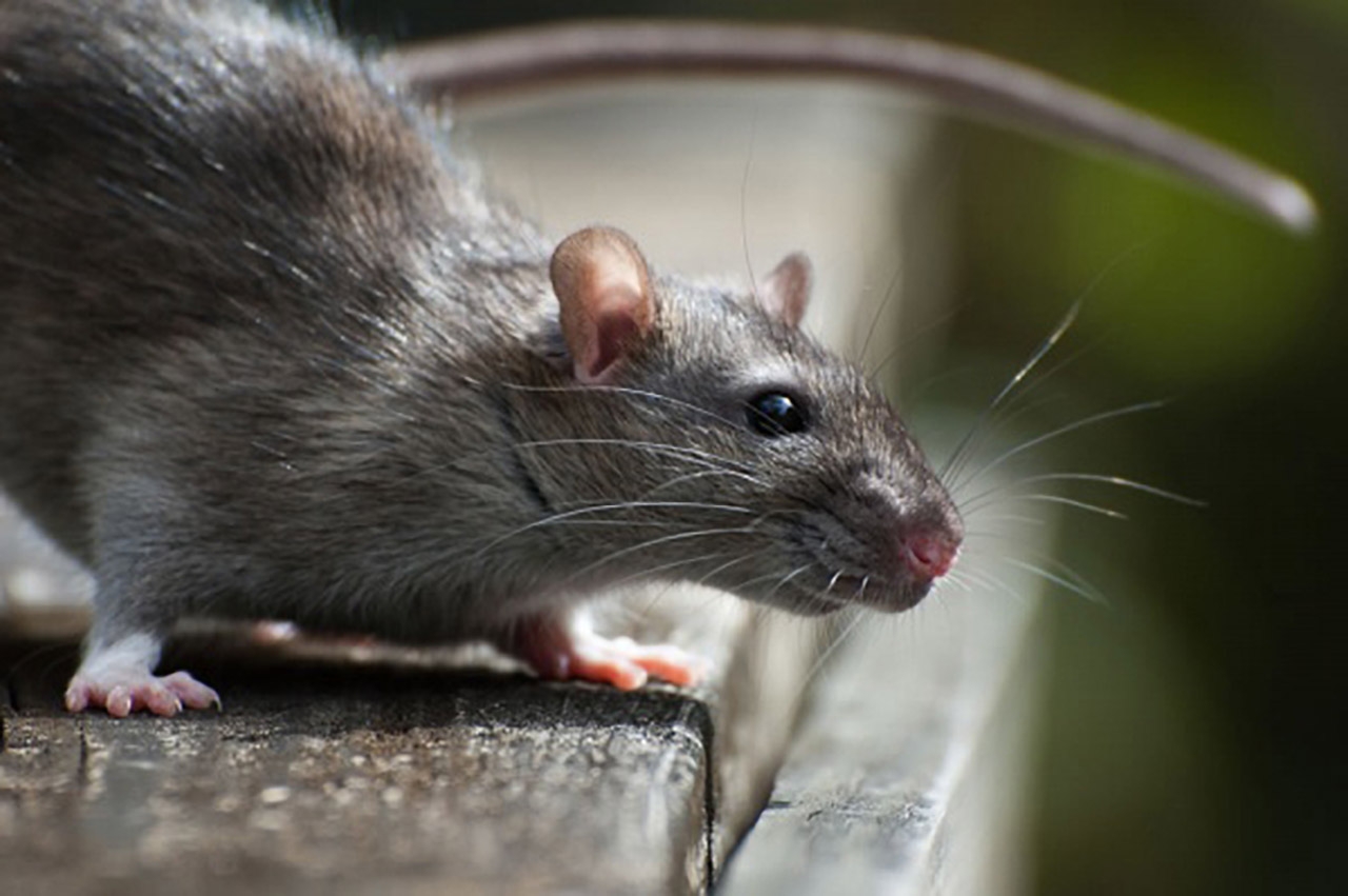 Palm Rats U0026 Roof Rats Catseye Pest Control
