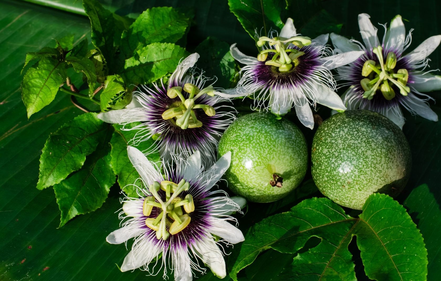 Passion Fruit Types Varieties Of Passion Fruit And Plant Characteristics Wikifarmer