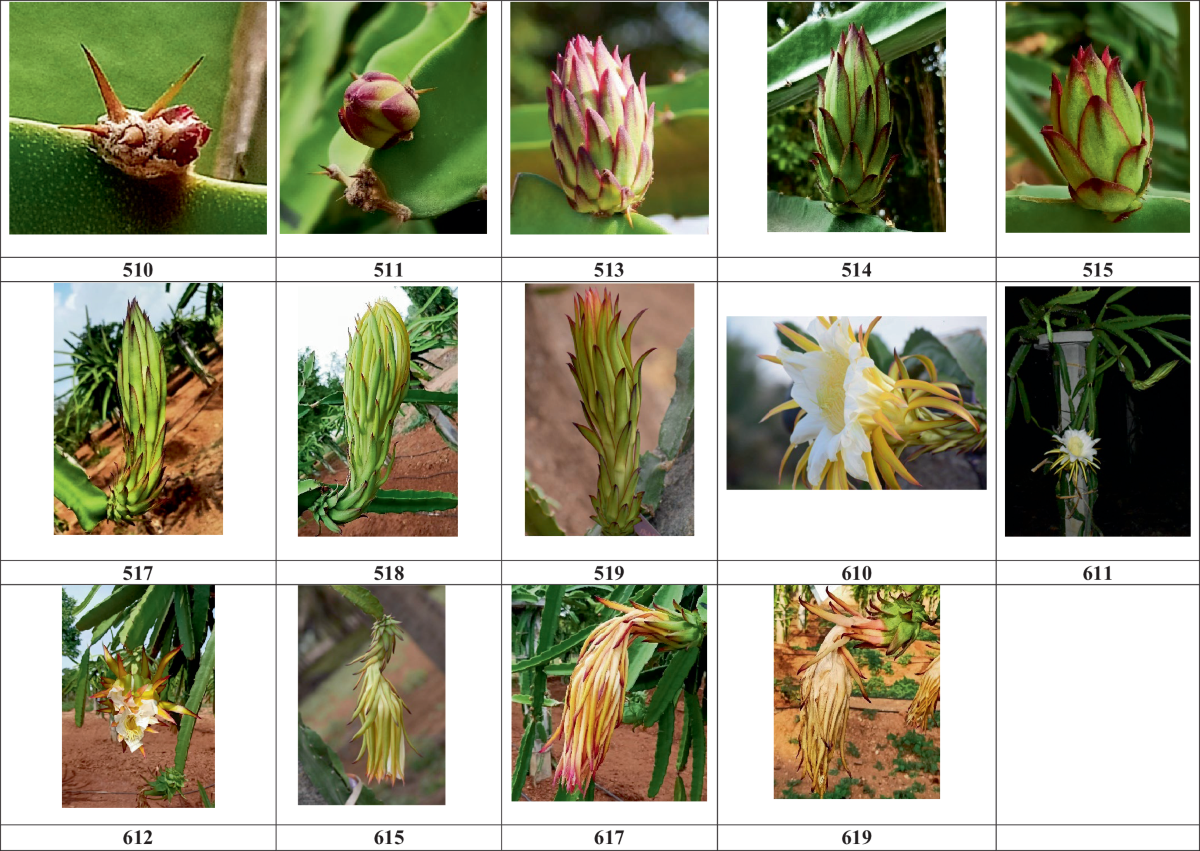 Phenological Stages Of Pink Pulp Dragon Fruit Hylocereus Costaricensis Web Codification And Description According To The Extended BBCH Scale Under Field Conditions Applied Fruit Science