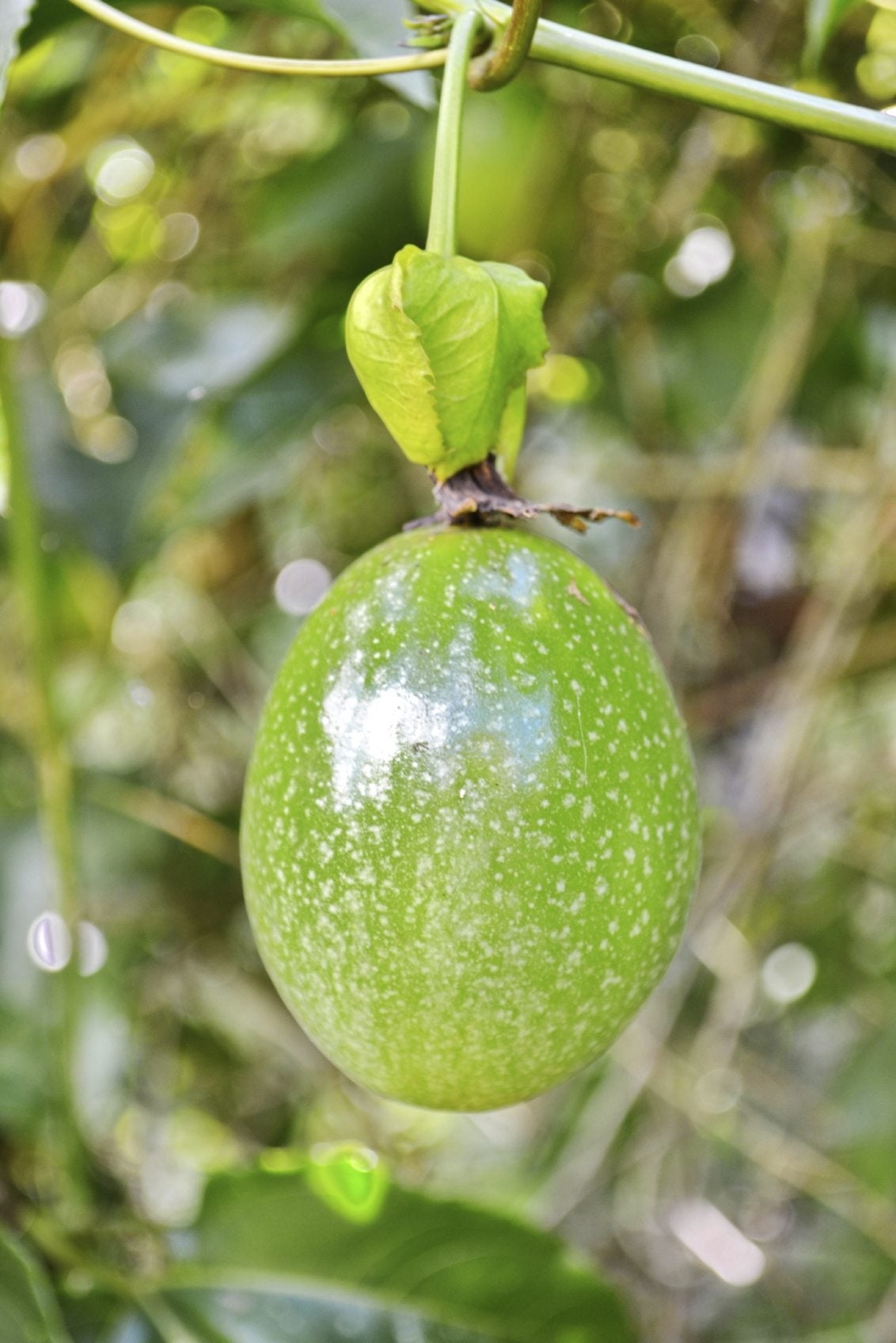 Picking Passion Fruit Learn How And When To Harvest Passion Fruit 