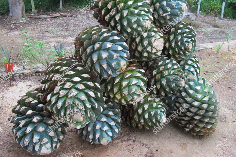 Piled Agave Fruit Tequila Production Farm Foto Stok 564317839 Shutterstock