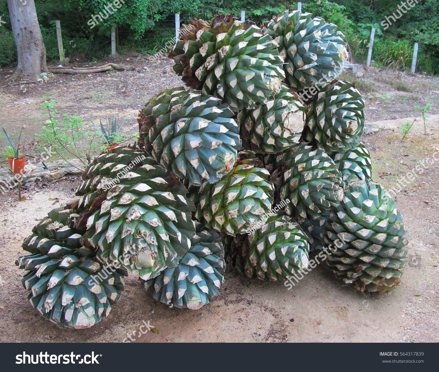 Piled Agave Fruit Tequila Production Farm Foto Stok 564317839 Shutterstock