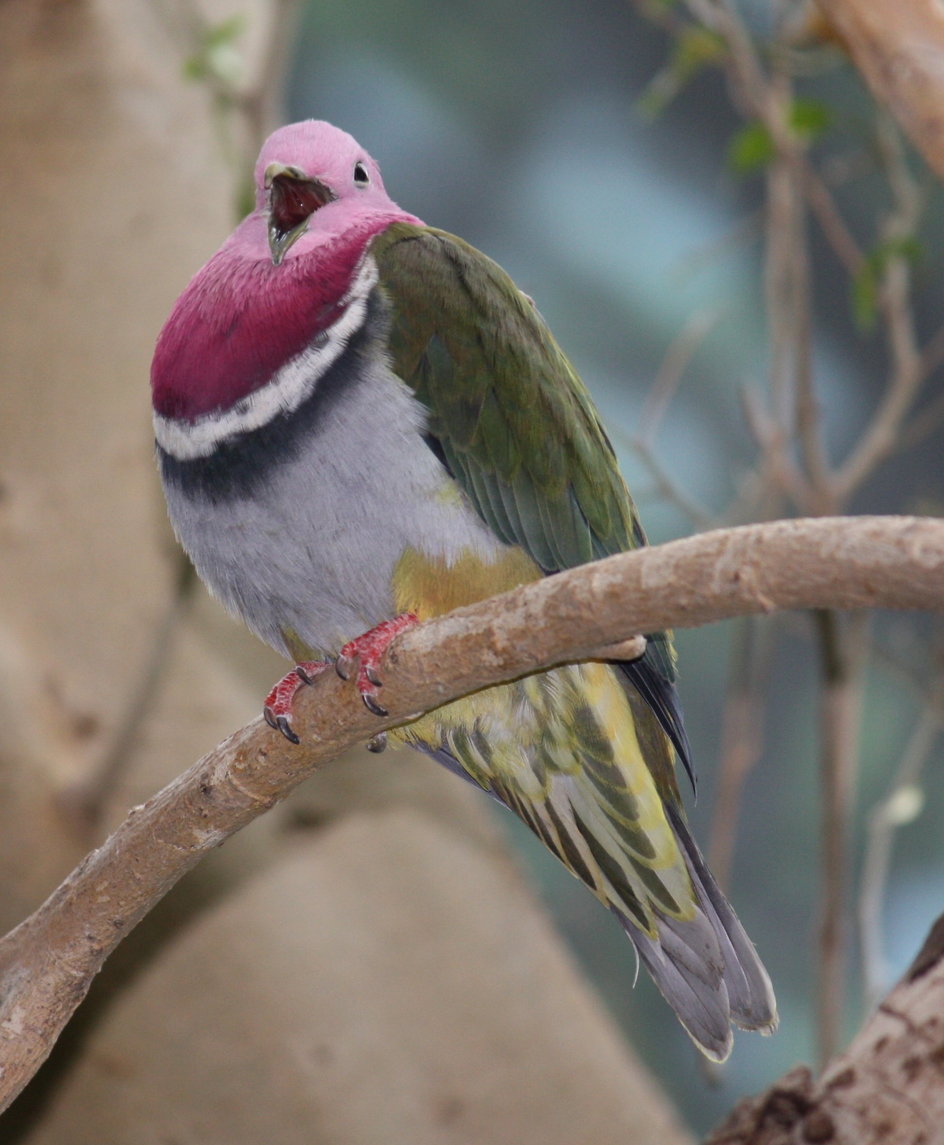 Pink headed Fruit Dove Wikipedia