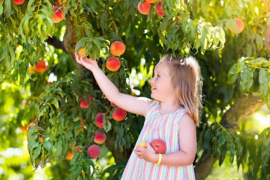Planning A Backyard Orchard You Can Harvest Year Round Food