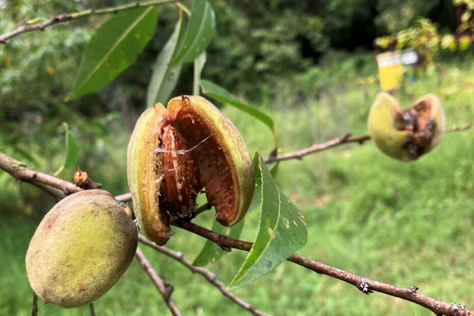 PLANT SPOTLIGHT Hardy Almonds Philadelphia Orchard Project