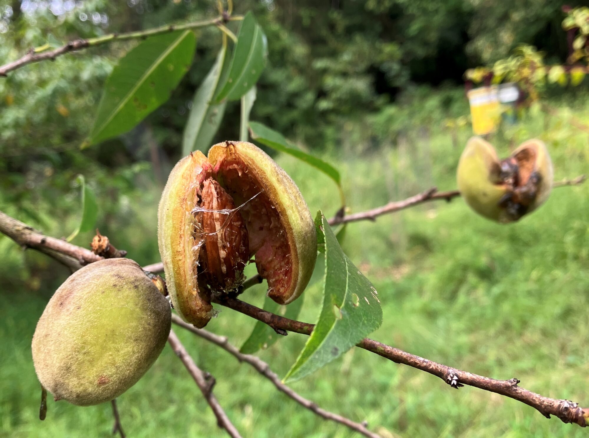PLANT SPOTLIGHT Hardy Almonds Philadelphia Orchard Project