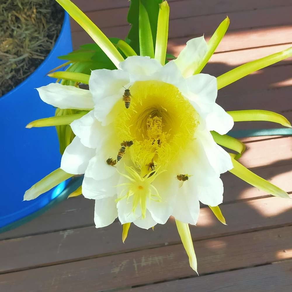 Pollination And Harvest Dragon Fruit Obsession