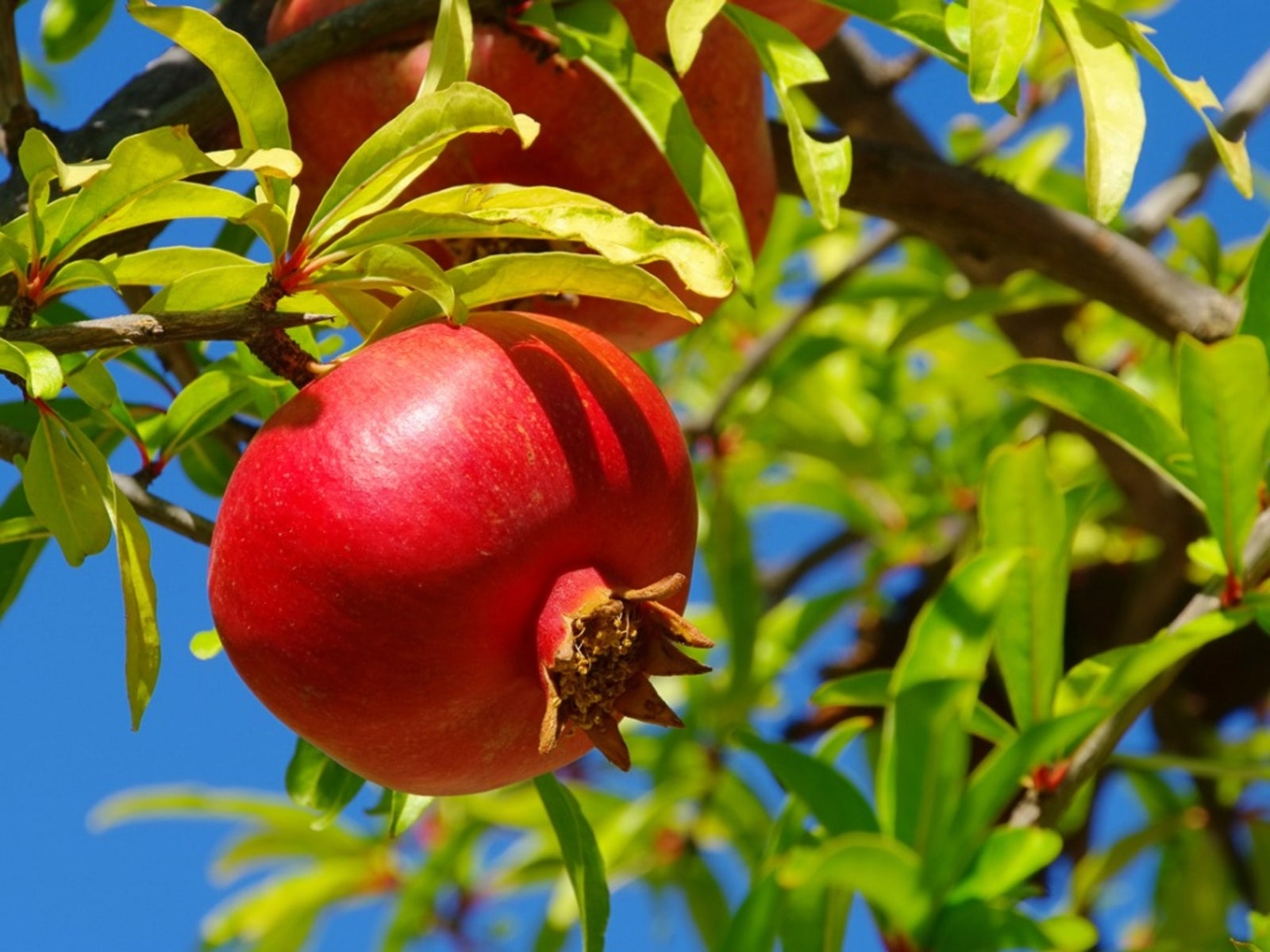 Pomegranate Fruiting Reasons For No Fruit On Pomegranate Tree Gardening Know How