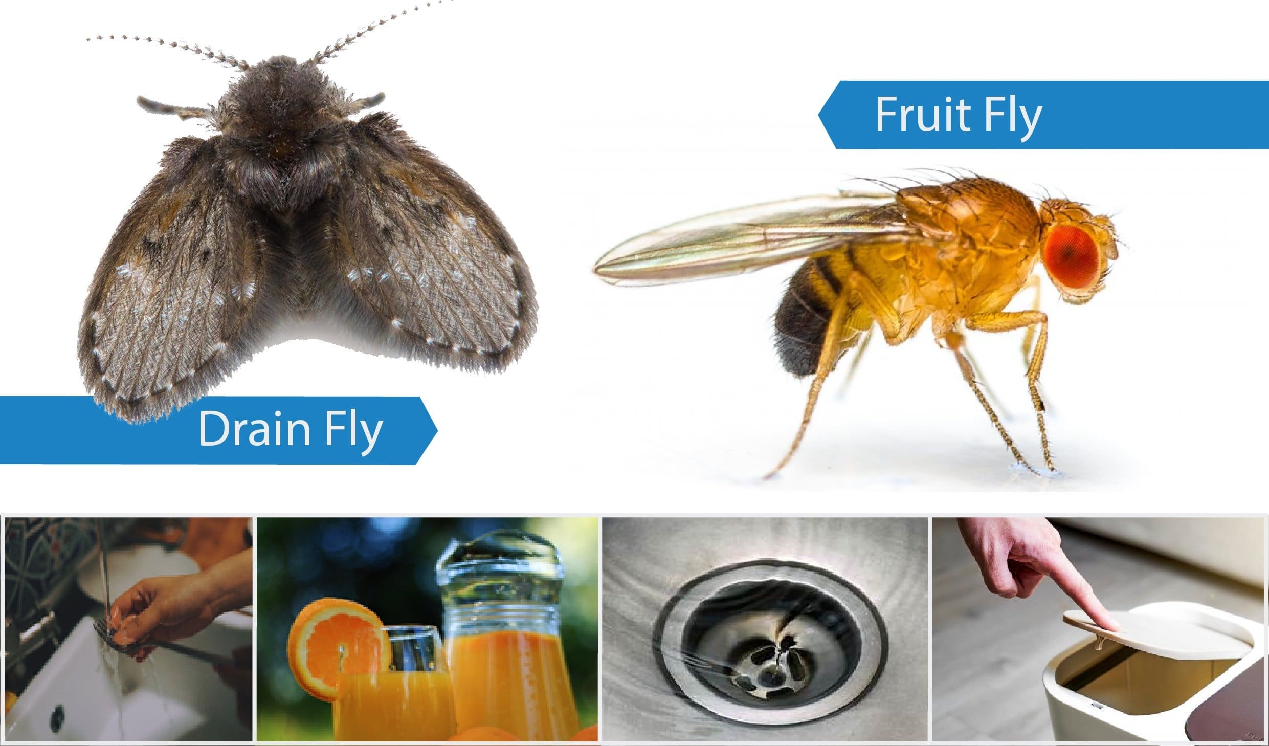 Preventing Fruit Flies And Drain Flies Beaver Pest Control