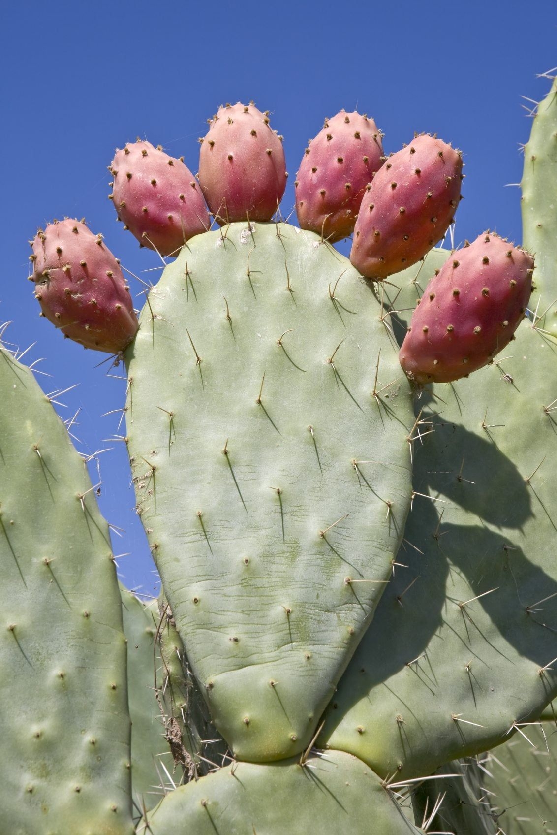 Prickly Pear Fruit Harvest Information On Picking Prickly Pear Fruit Gardening Know How