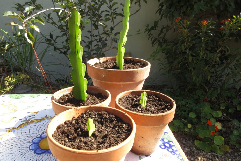 Propagating Dragon Fruit From Cuttings Gardenerd