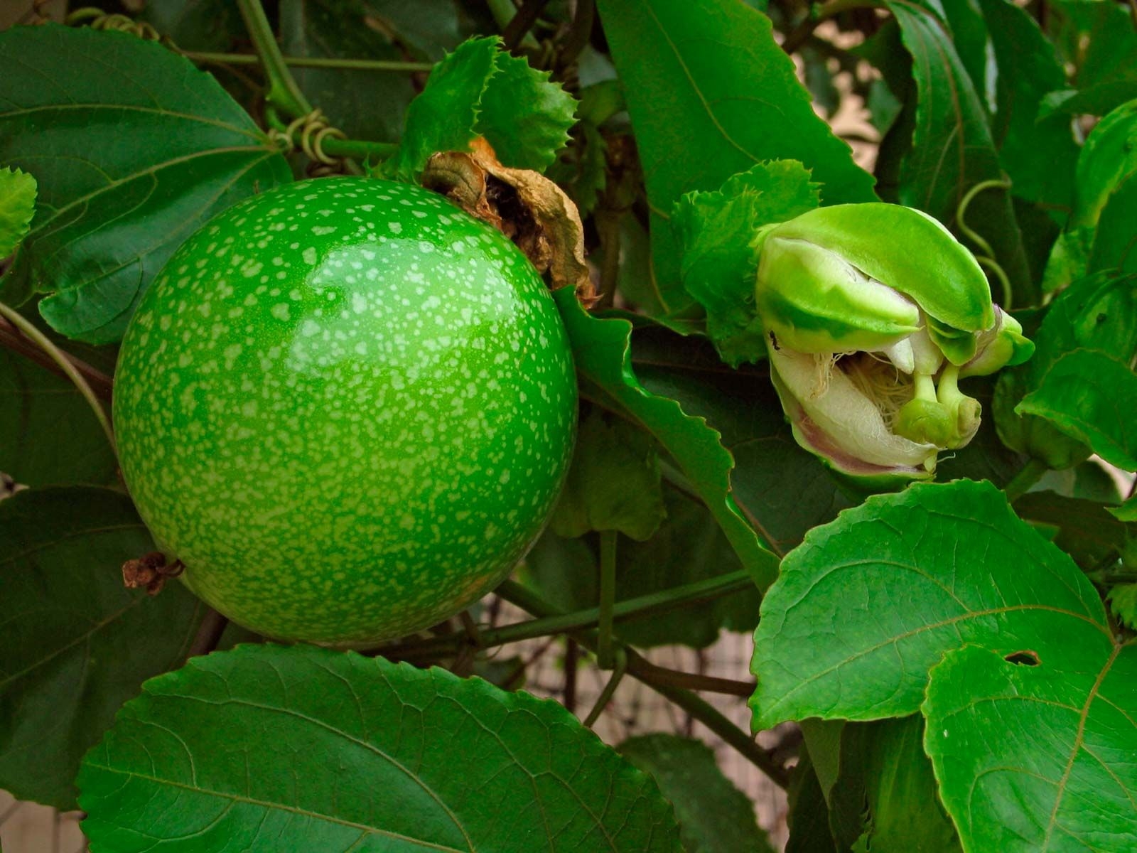 pictures of passion fruit