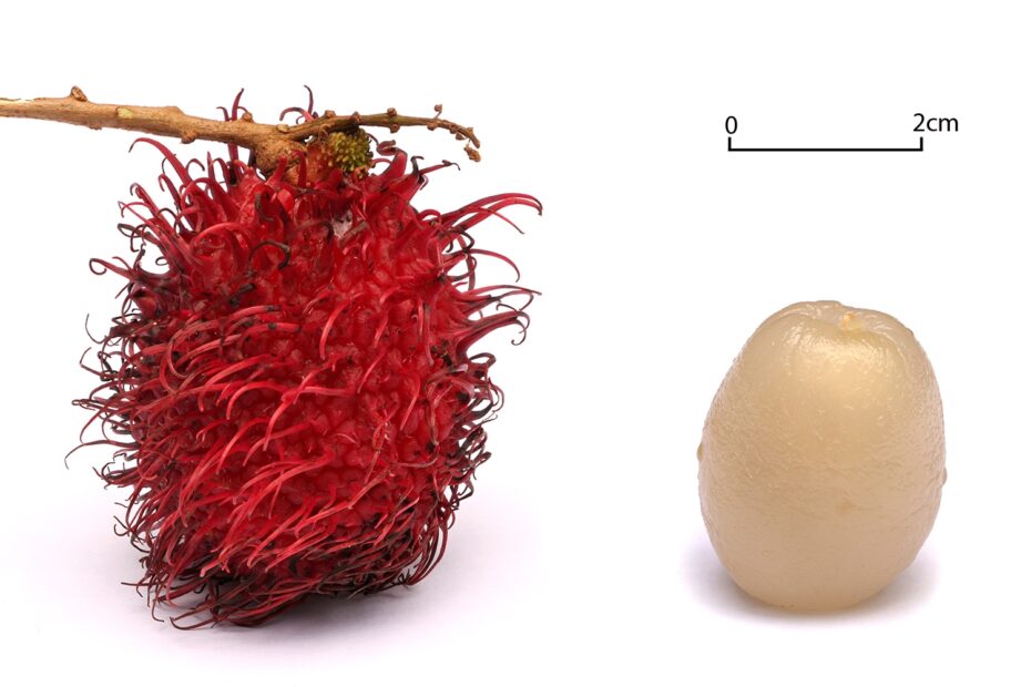 Rambutan Wikipedia