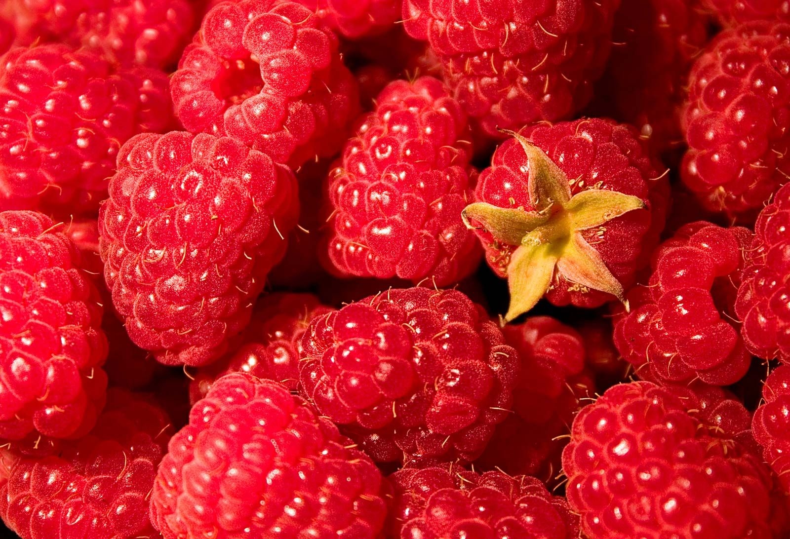 Raspberry Description Fruit Cultivation Types U0026 Facts 