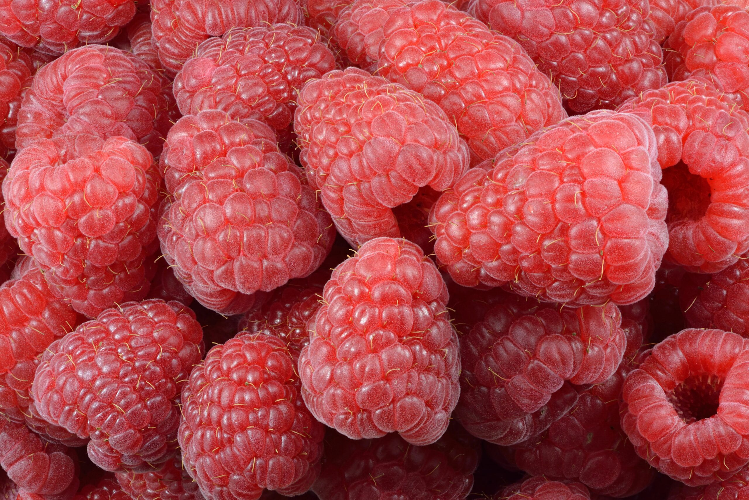 raspberry fruit picture
