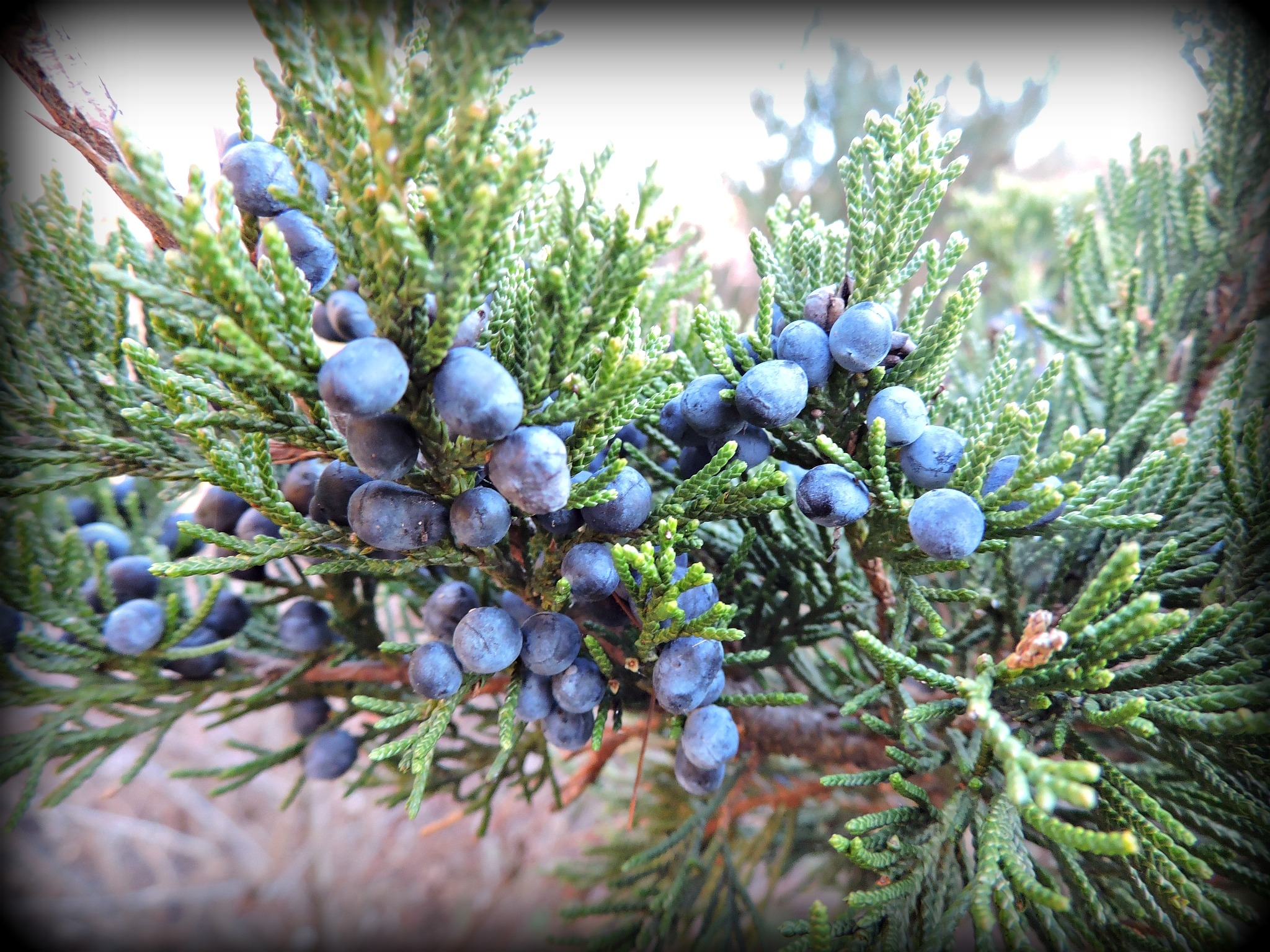 cedar tree fruit pictures