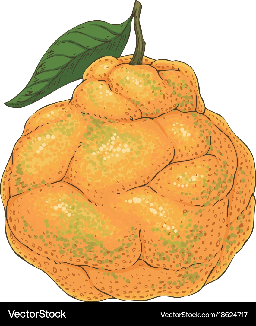 Ripe Orange Ugli Fruit Royalty Free Vector Image