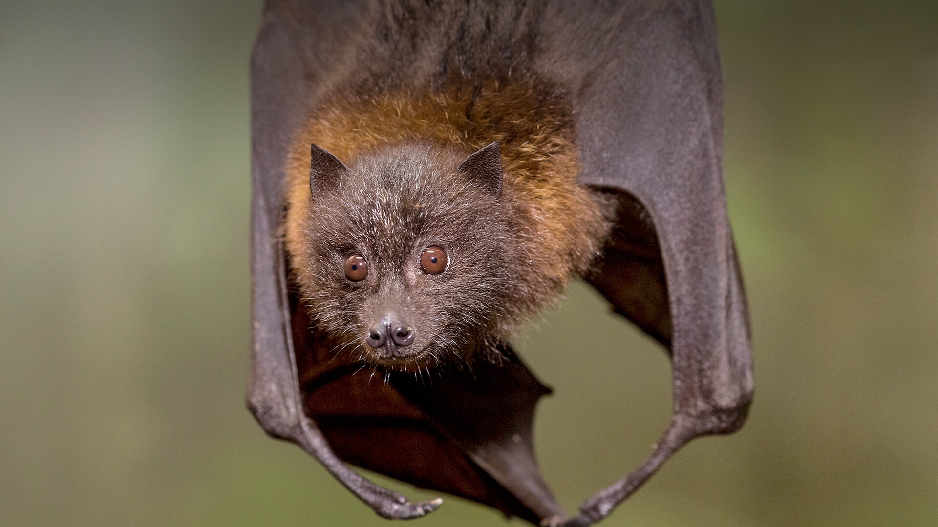 Rodrigues Flying Fox San Diego Zoo Animals U0026 Plants