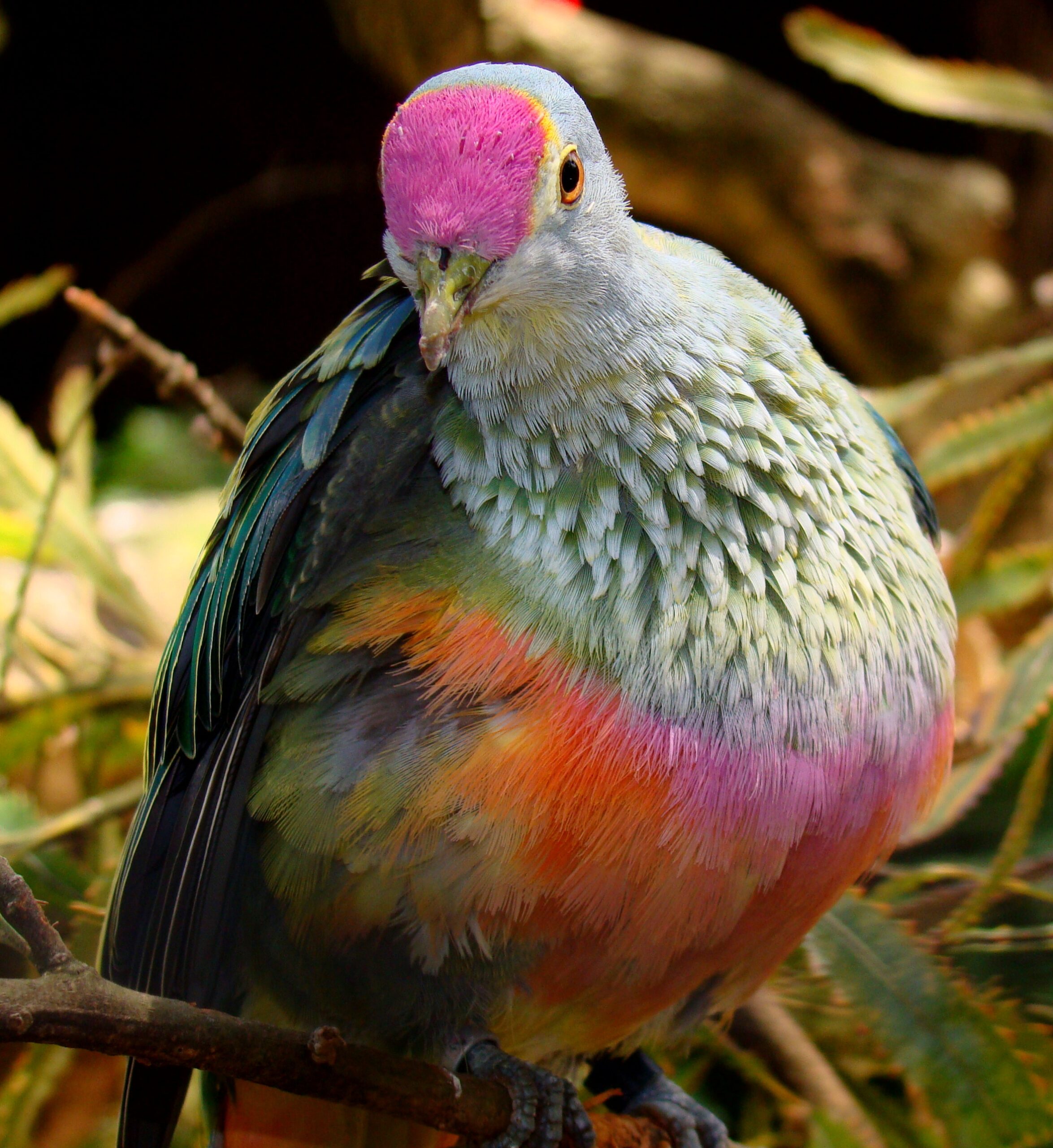 Rose crowned Fruit Dove Wikipedia