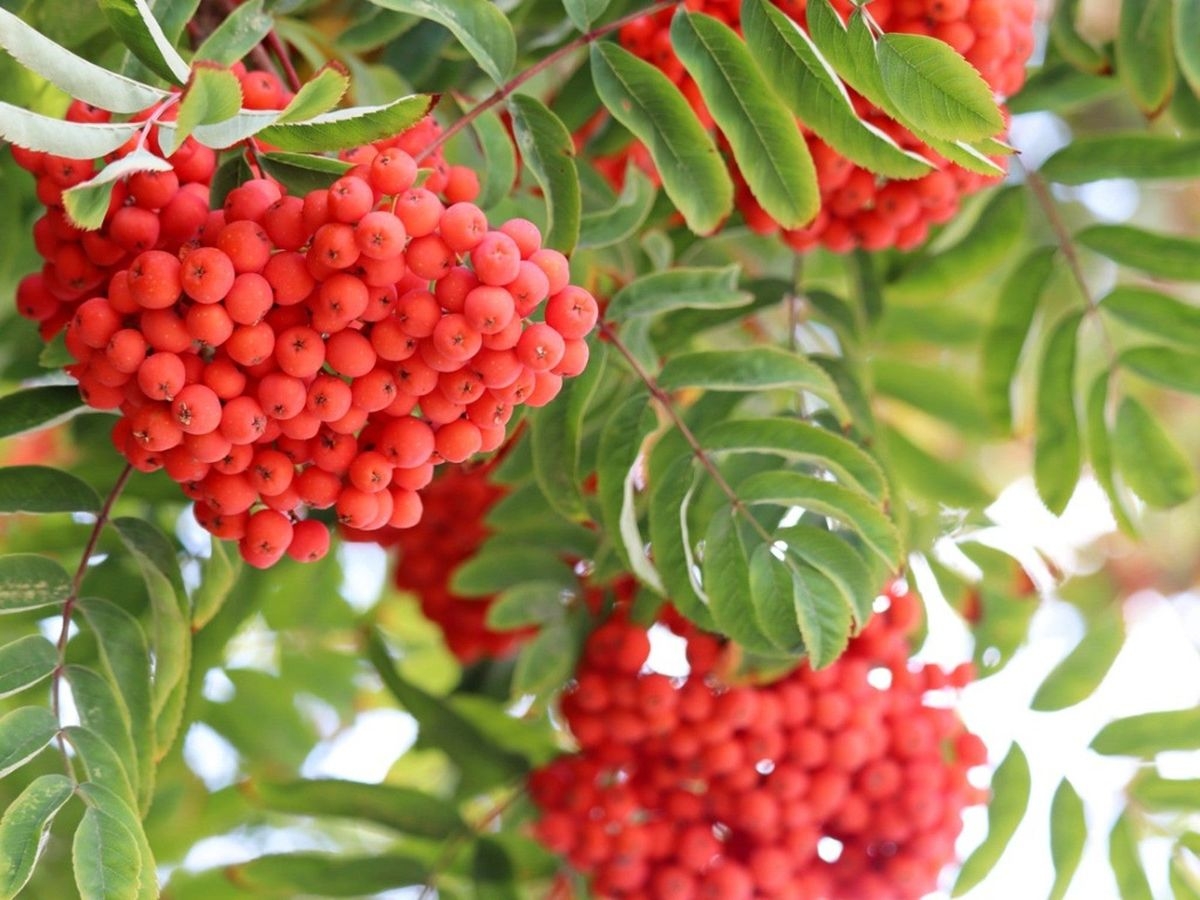 ash tree fruit pictures