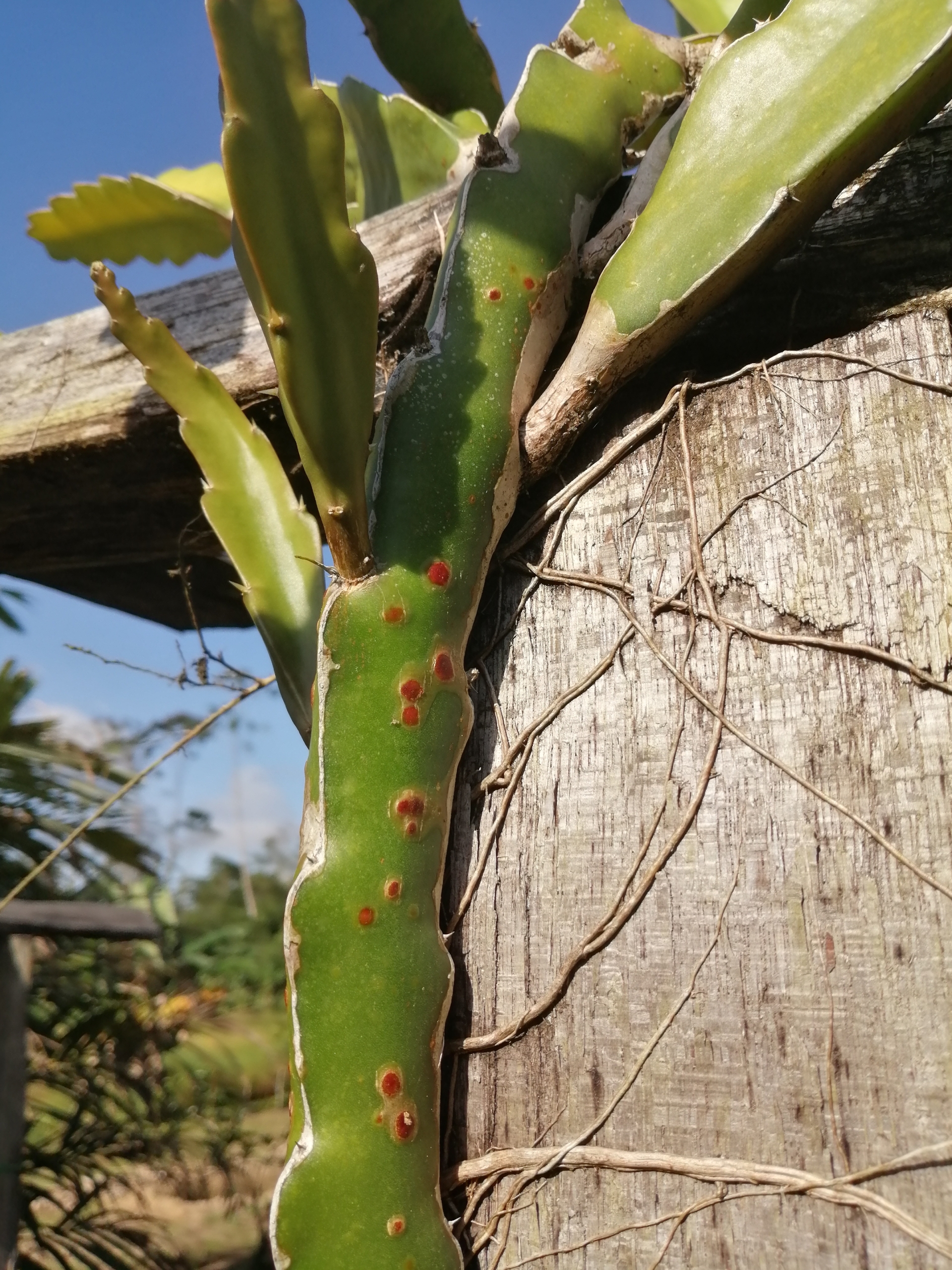 Rust Spots On Dragon Fruit Plants Dragon Fruit Cutting