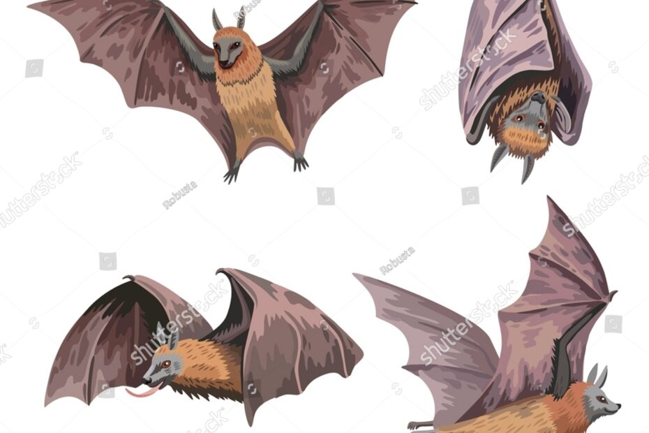 Set Cute Fruit Bats Flying Fox Stock Vector Royalty Free 2149605433 Shutterstock