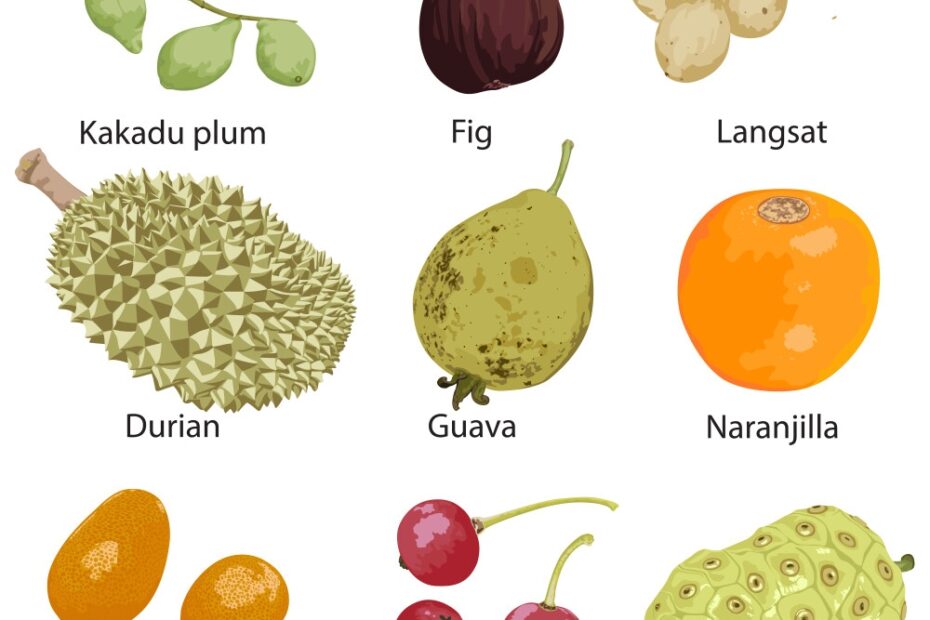 Set Different Fruits Royalty Free Vector Image