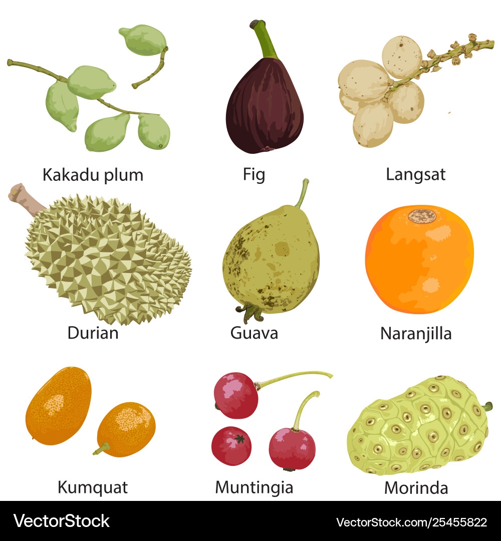 Set Different Fruits Royalty Free Vector Image