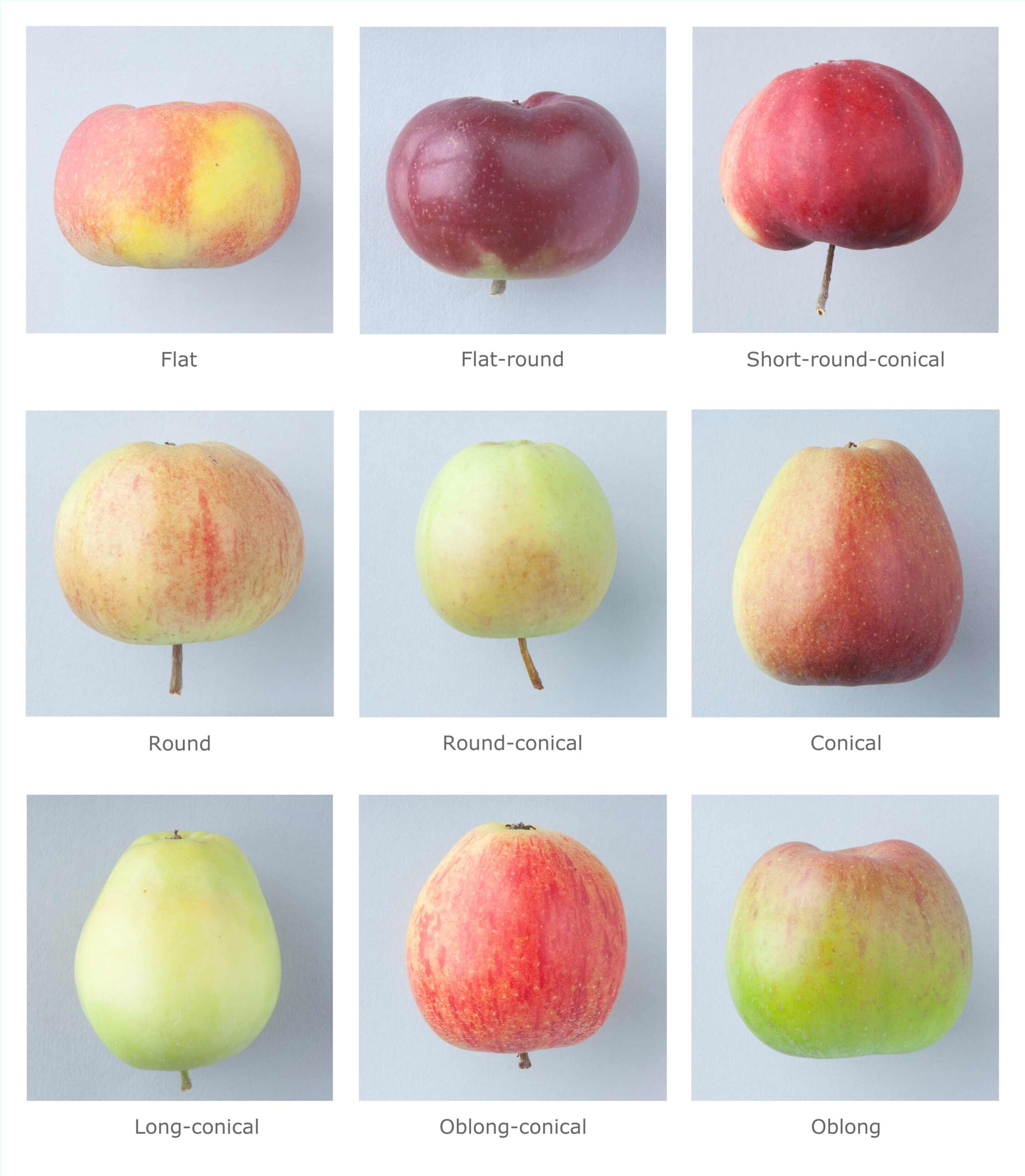 fruit profile pictures