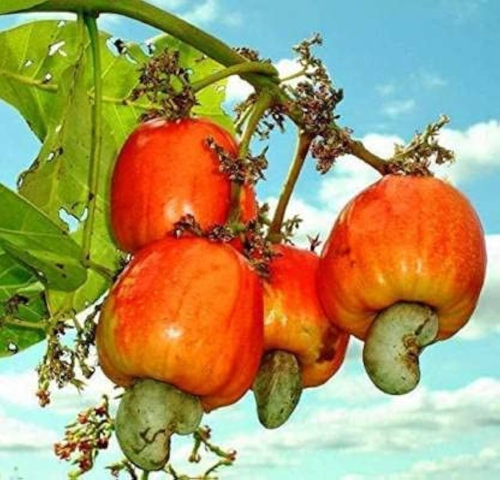 ShopCaart Cashew Nut Cashew Apple Kaju Plant Air Layered Hybrid Tropical Fruit Amazon in Grocery U0026 Gourmet Foods
