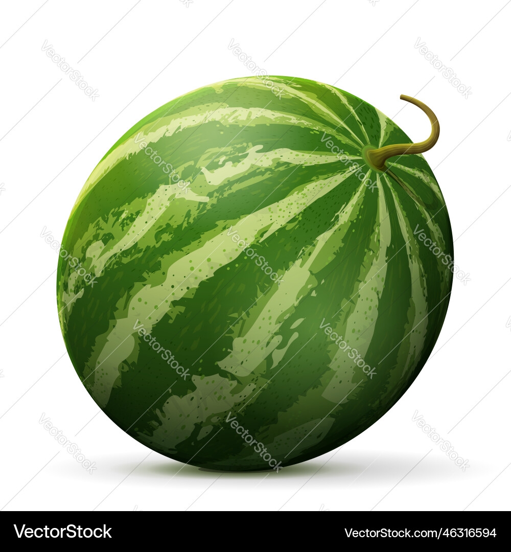 Single Watermelon Fruit Close Up Royalty Free Vector Image