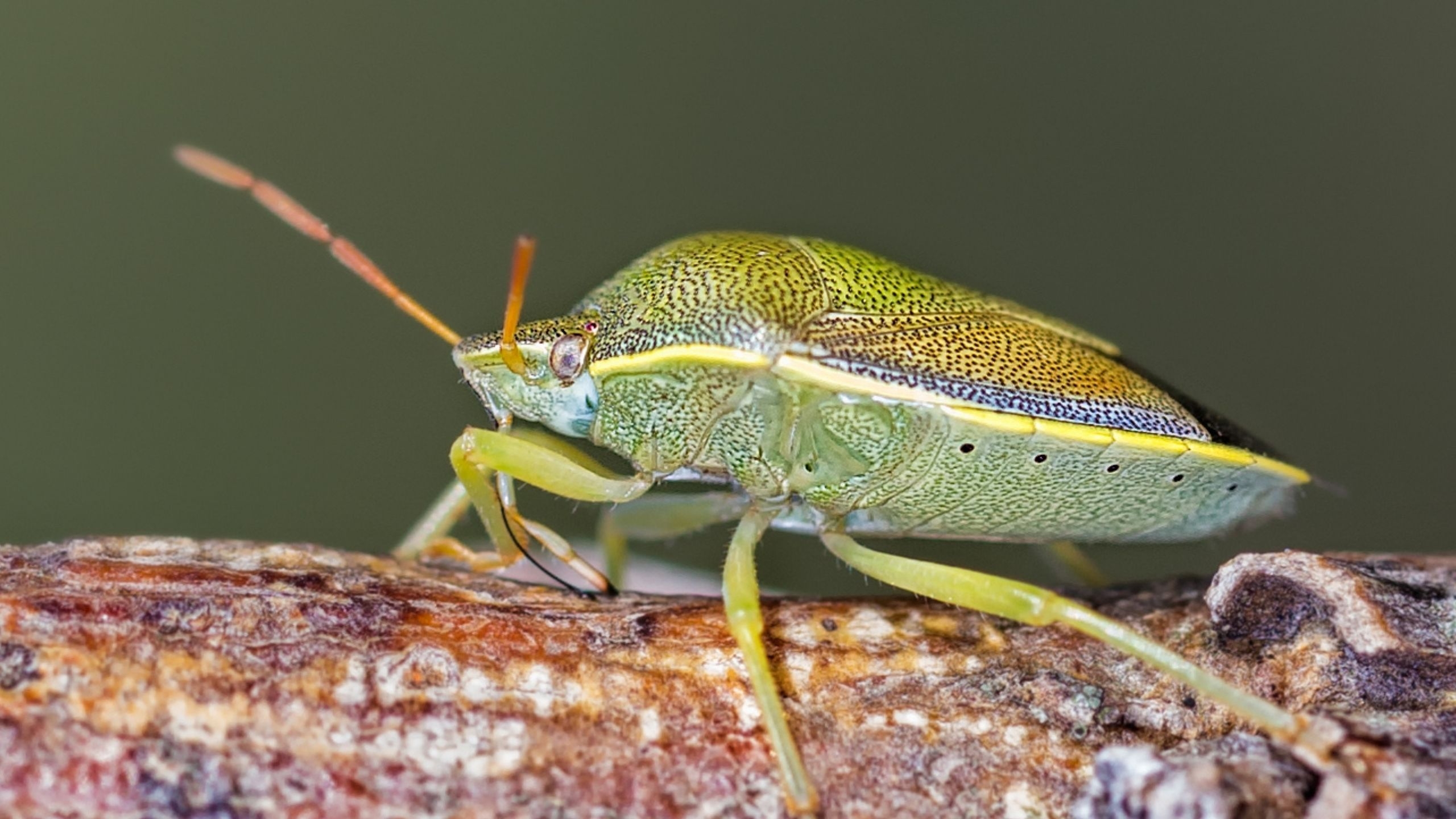 Small Fruit Insects USU