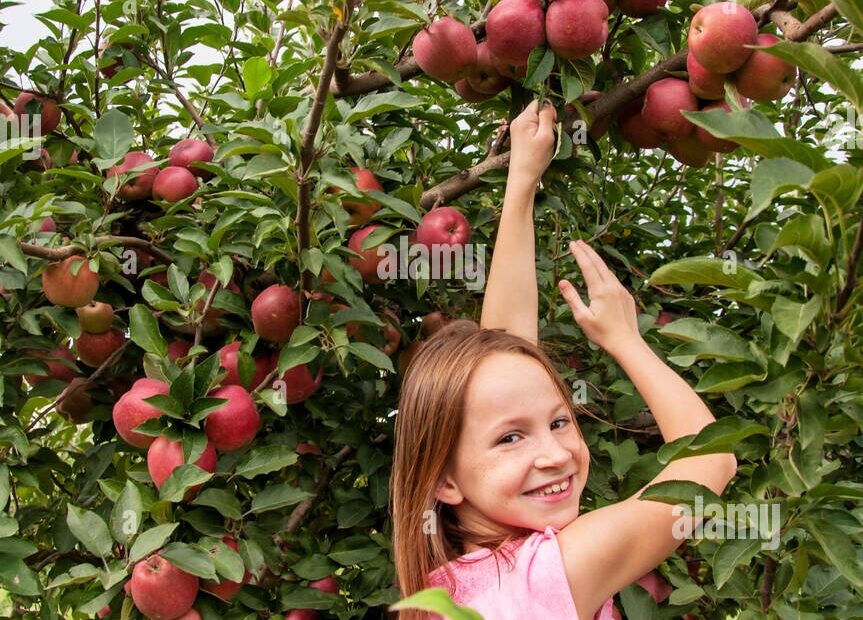 Smiling Girl Picking Apples In Fruit Orchard Stock Photo Alamy