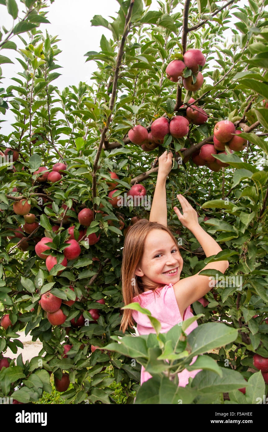 Smiling Girl Picking Apples In Fruit Orchard Stock Photo Alamy