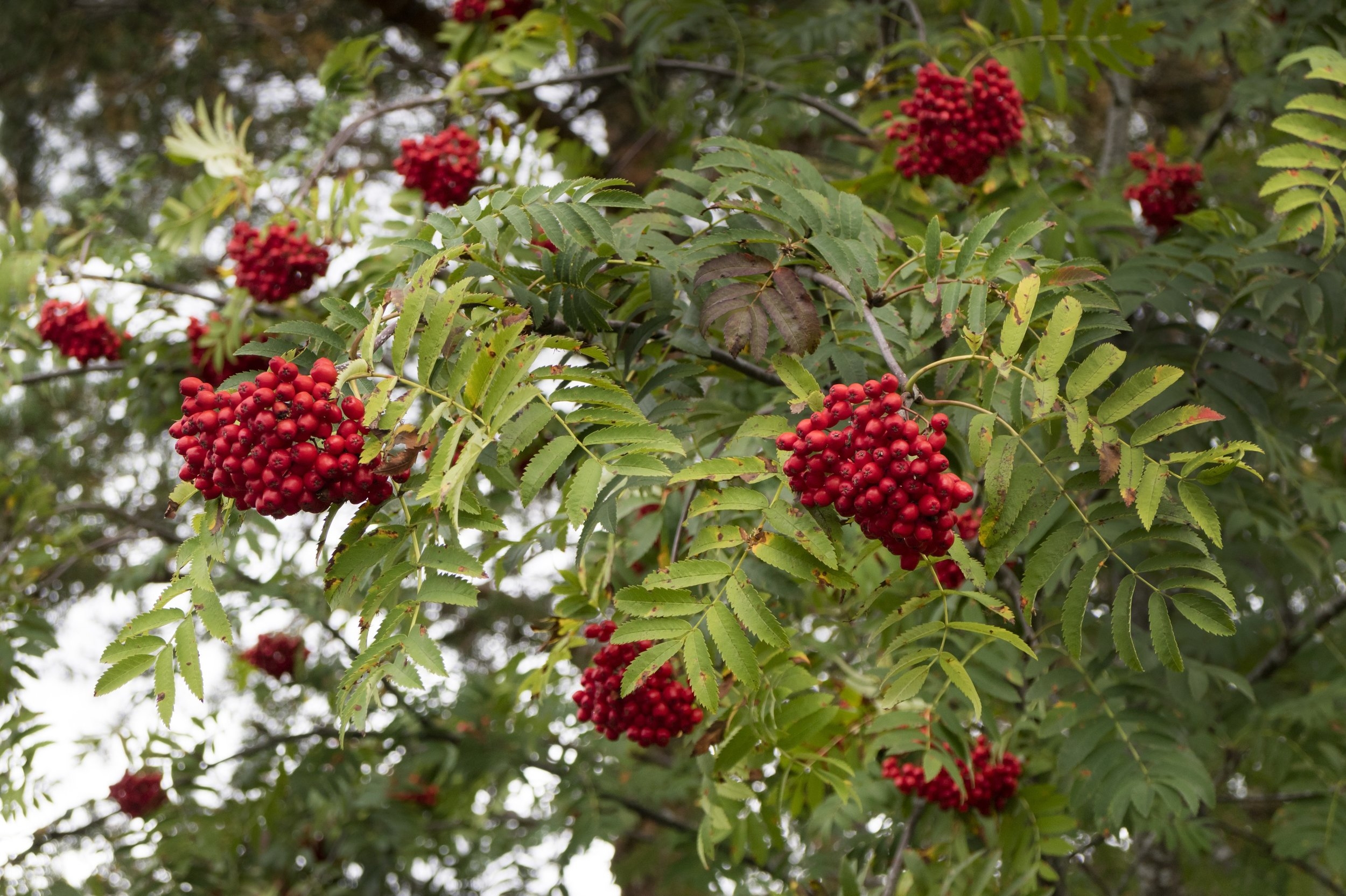 Sorbus Mt Ash Handy Andy s Nursery