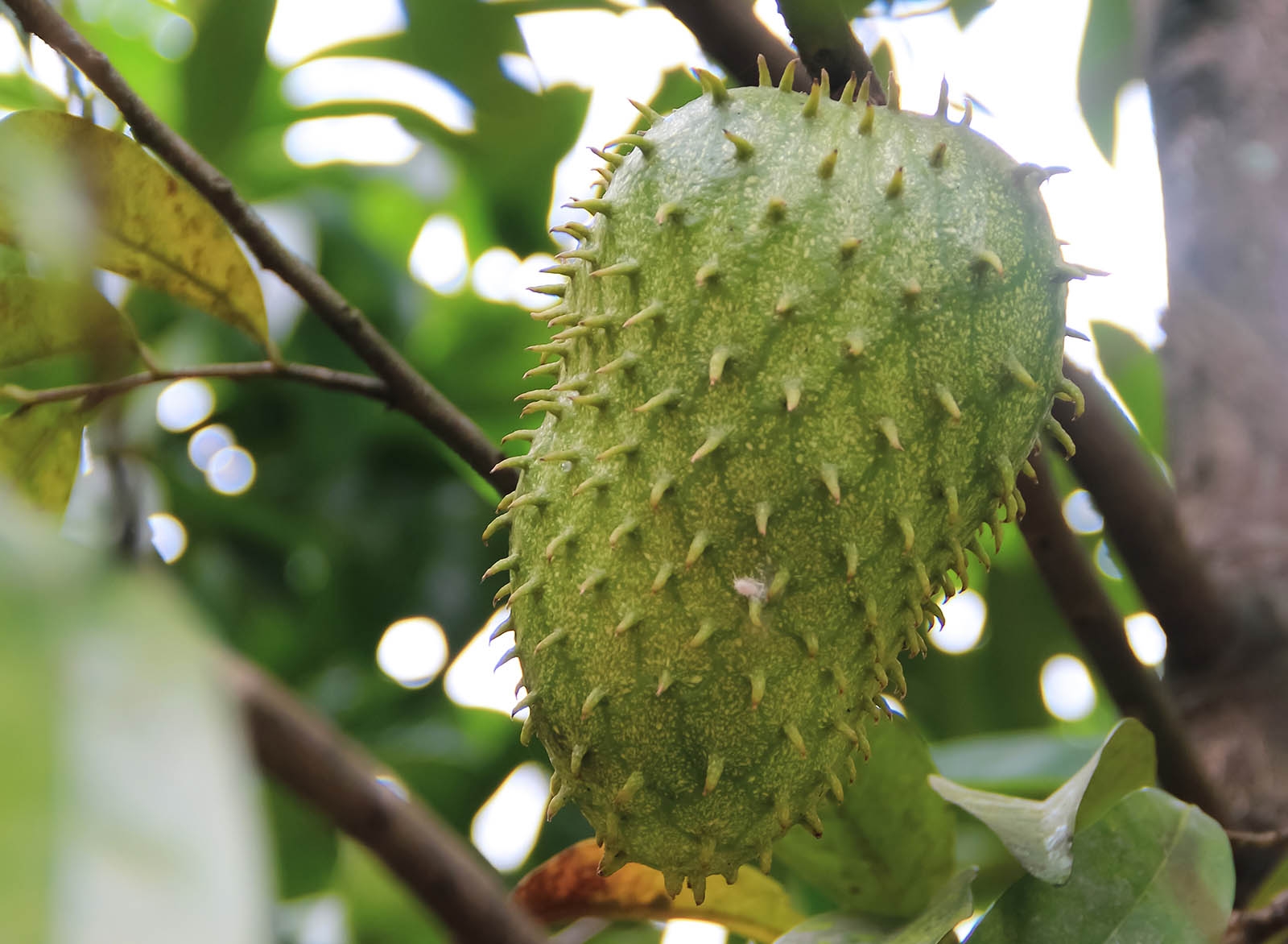 picture soursop fruit