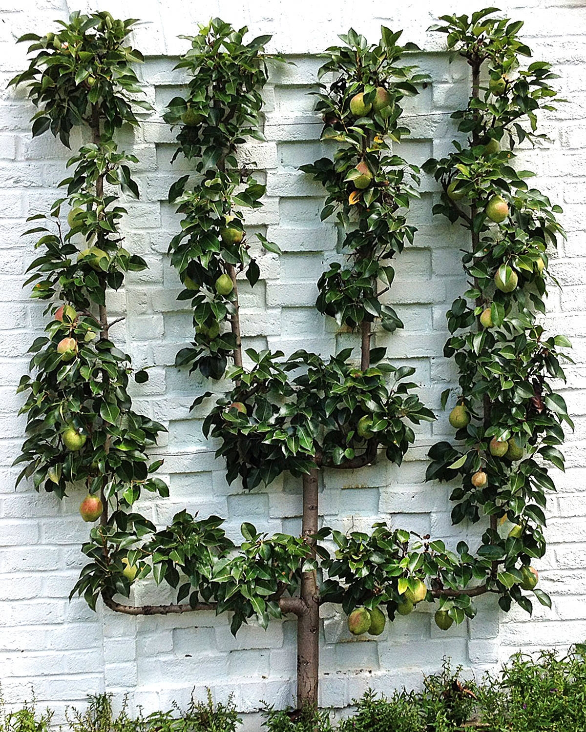 Spotted Delightful And Space Saving Espaliered Fruit Trees Houzz NZ